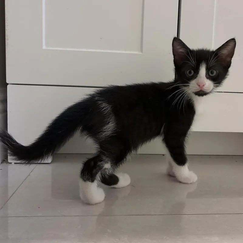 A baby small-sized female Black & White / Tuxedo Tuxedo cat named Astra and Estella for adoption in Miami, FL