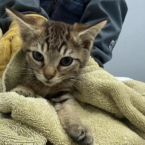A baby small-sized female Brown / Chocolate Domestic Short Hair cat named Sour Patch Kids for adoption in Jacksonville, FL