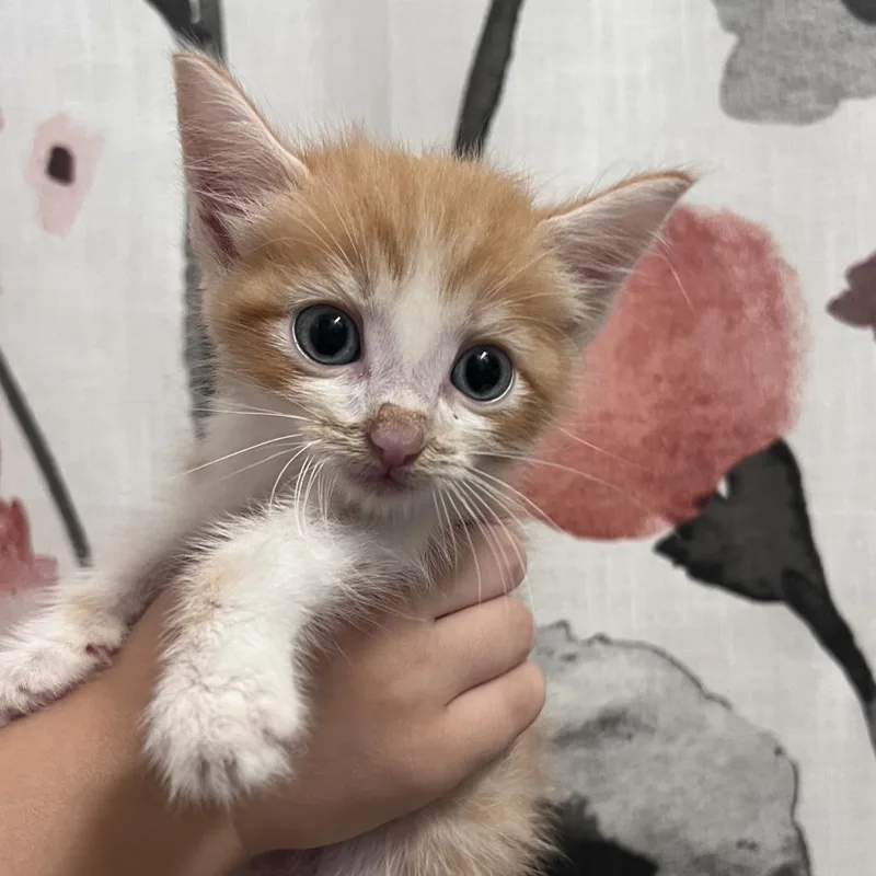 A baby small-sized male Domestic Short Hair cat named Food Processor for adoption in Chesapeake, VA