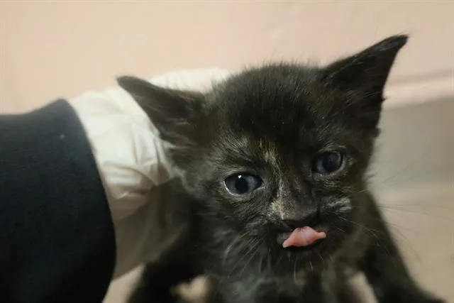 A baby small-sized female Domestic Short Hair cat named Mochi for adoption in Columbia, SC