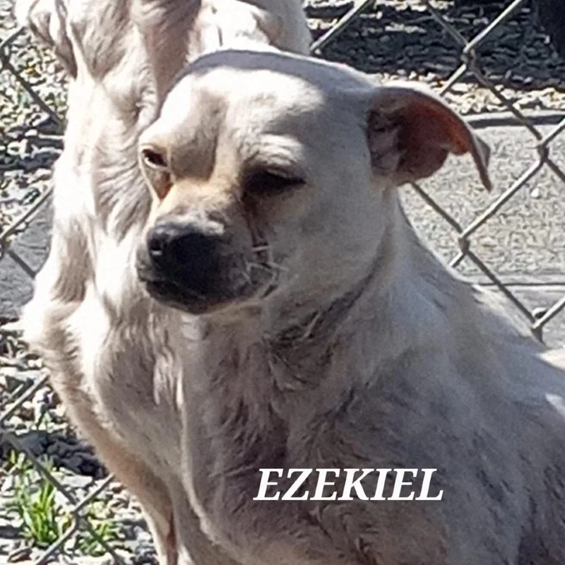 Ezekiel thumbnail 3
