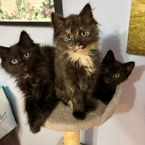 A baby small-sized male Black Domestic Short Hair cat named Mercury for adoption in Hopkinton, MA