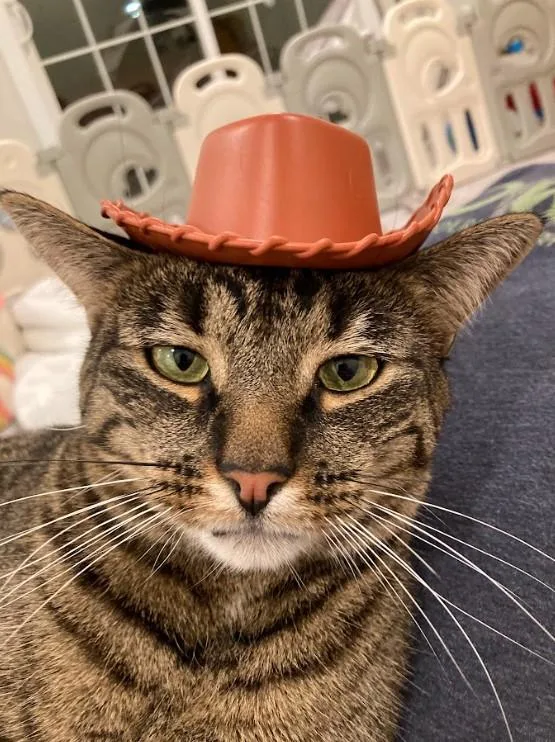 An adult medium-sized male Tabby (Brown / Chocolate) Domestic Short Hair cat named Kombu for adoption in Philadelphia, PA
