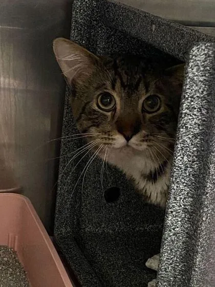 A young large-sized male Domestic Medium Hair cat named Dave for adoption in Daytona Beach, FL
