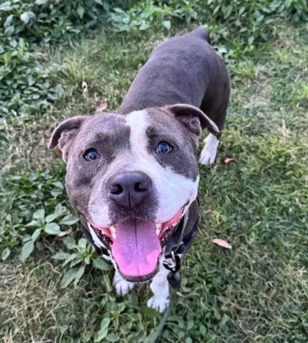 An adult large-sized male Mixed Breed dog named Kash for adoption in Austin, TX