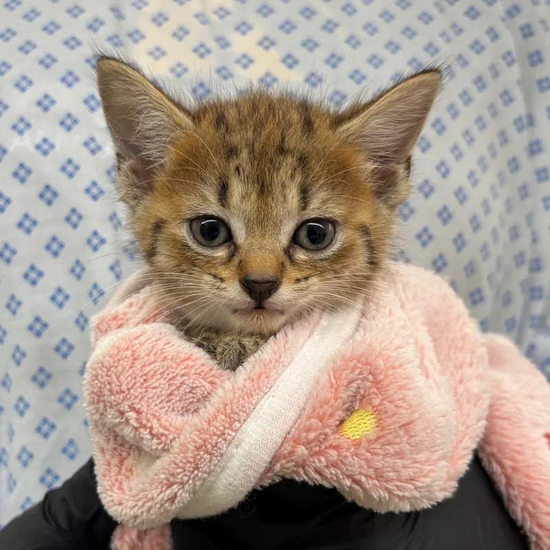 A baby small-sized male Brown / Chocolate Domestic Short Hair cat named Eric for adoption in West Palm Beach, FL