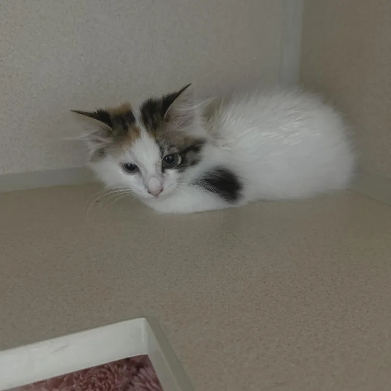 A baby small-sized female Calico Domestic Long Hair cat named Limon Cello for adoption in Middle Village, NY