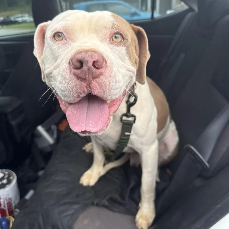 An adult medium-sized male White / Cream Boxer dog named Cold Brew for adoption in Greensboro, NC