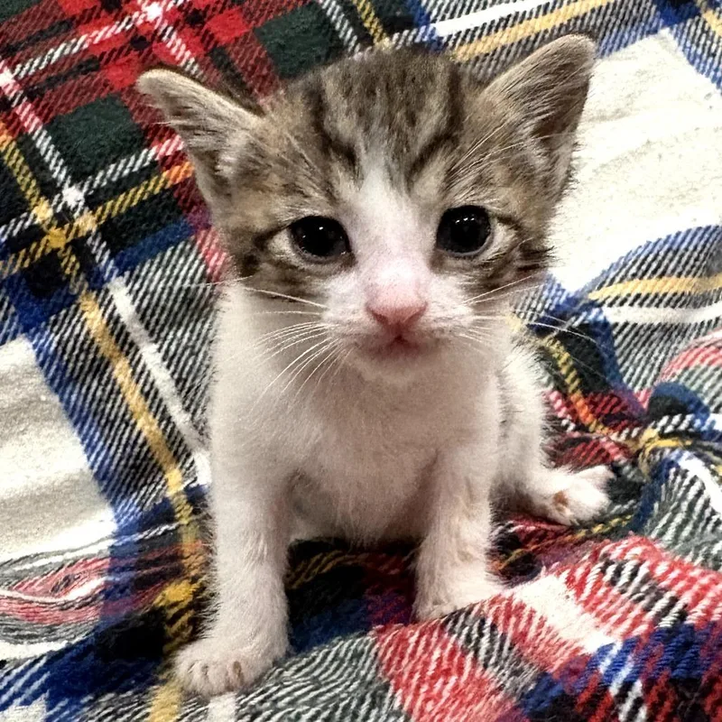 A baby small-sized female Gray / Blue / Silver Domestic Short Hair cat named Brie for adoption in Long Beach, CA