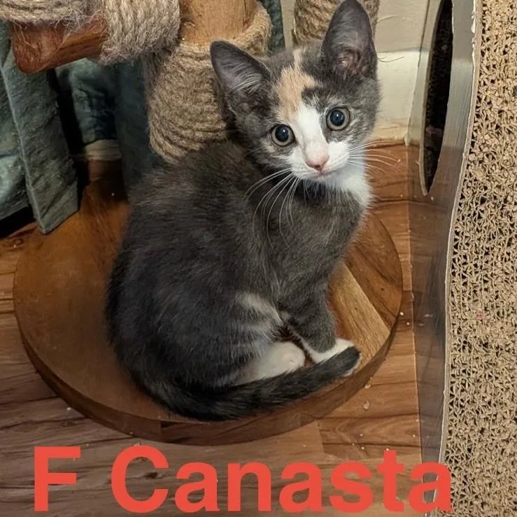 A baby small-sized female Calico American Shorthair cat named Canasta for adoption in Freeport, FL