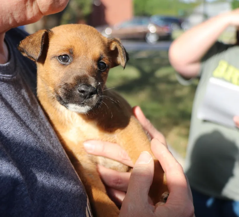 A baby medium-sized male Brown / Chocolate Mixed Breed dog named Six for adoption in Pflugerville, TX