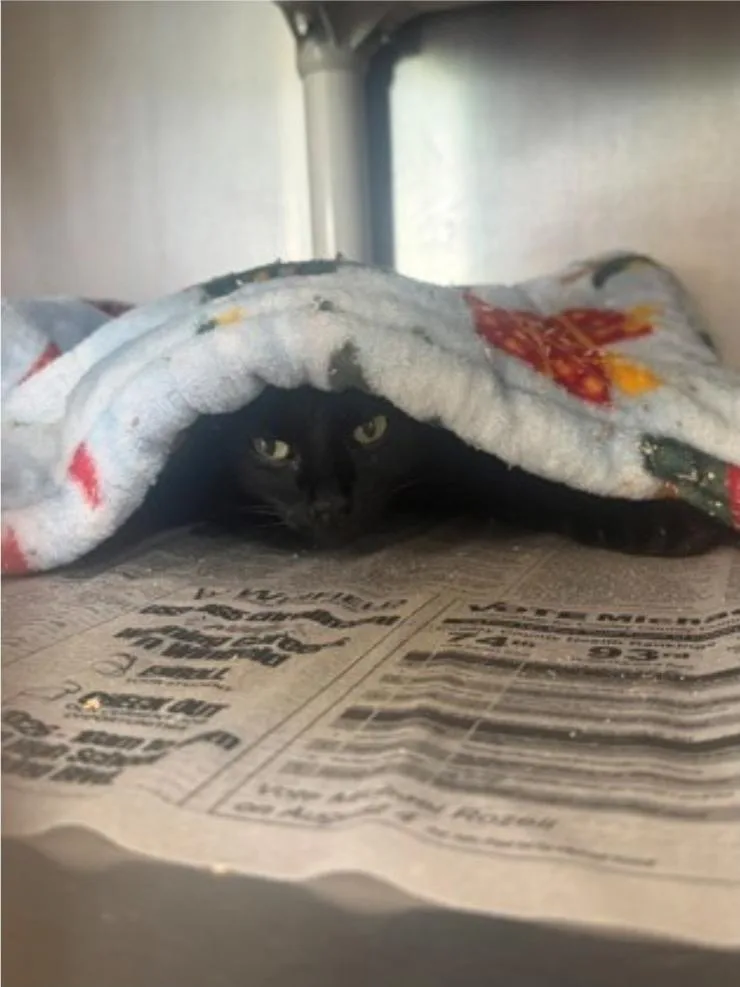 An adult medium-sized female Black Domestic Short Hair cat named Leela for adoption in Winfield, KS