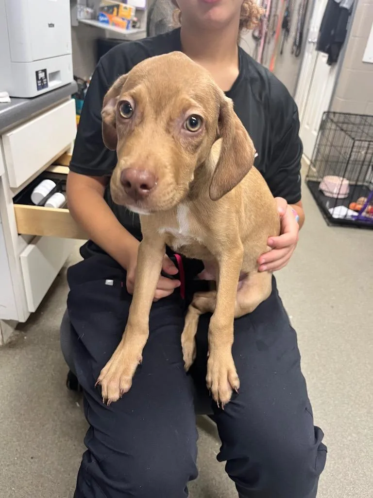 A baby medium-sized male Hound dog named Cooper for adoption in Hopkinsville, KY