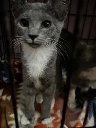 A young small-sized female Domestic Short Hair cat named B Stormy PetSmart Summerville for adoption in North Charleston, SC