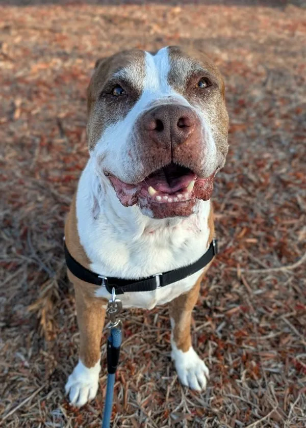 A senior large-sized male Pit Bull Terrier dog named Tyson for adoption in El Cajon, CA