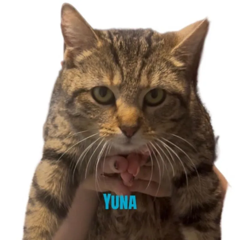 A young small-sized female Brown / Chocolate Domestic Short Hair cat named Yuna for adoption in Carmel, IN