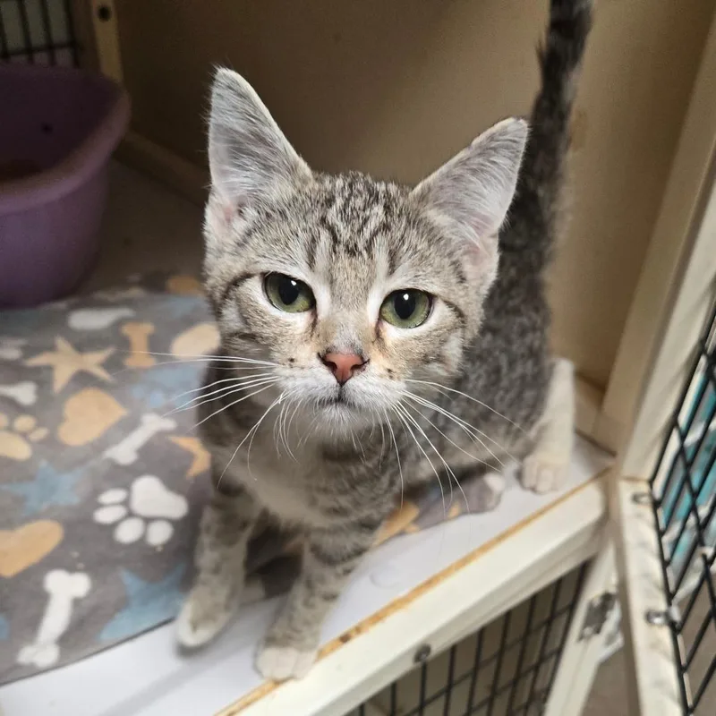 A baby medium-sized female Tabby (Brown / Chocolate) Domestic Short Hair cat named Lana for adoption in Graham, TX