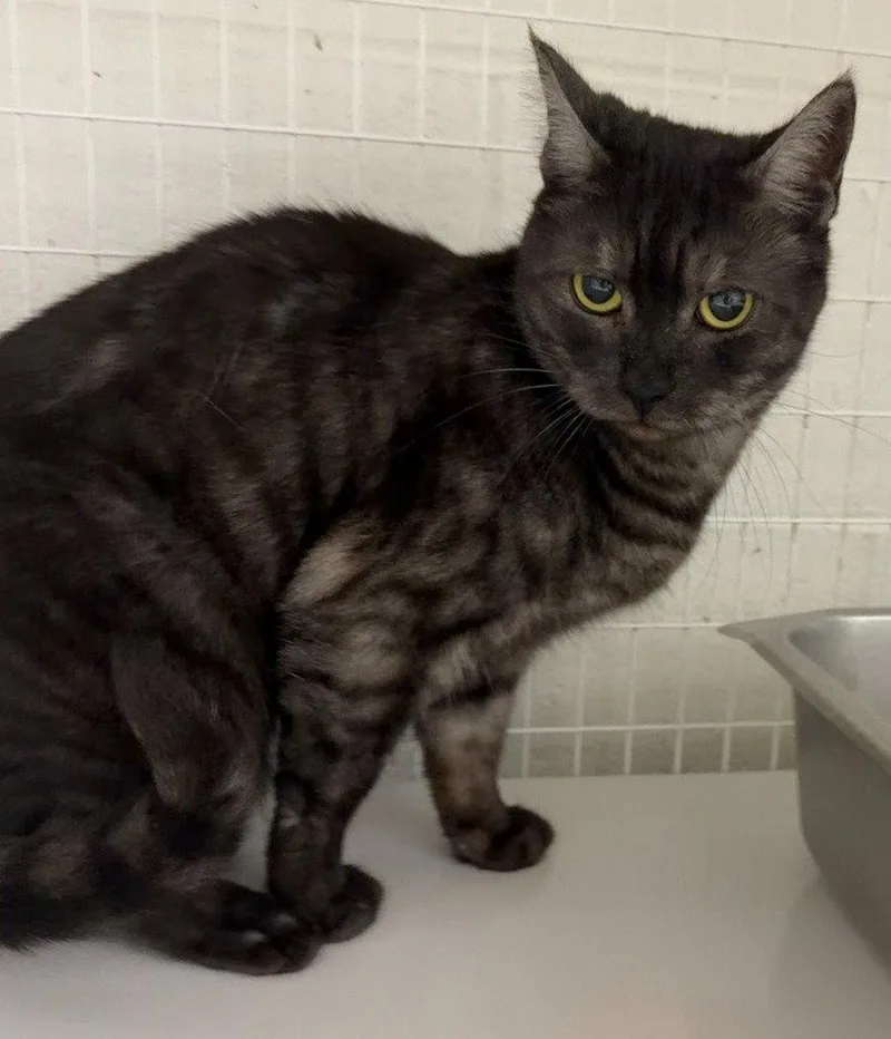 An adult medium-sized female American Shorthair cat named Ella for adoption in St. Helens, OR