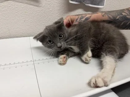 A baby small-sized female Domestic Short Hair cat named Fire Cracker for adoption in Sacramento, CA