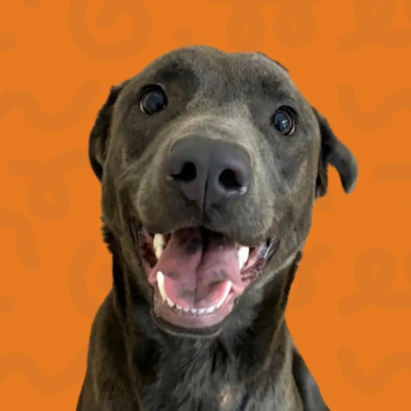 A young medium-sized female Gray / Blue / Silver Labrador Retriever dog named Zinnia for adoption in Reno, NV