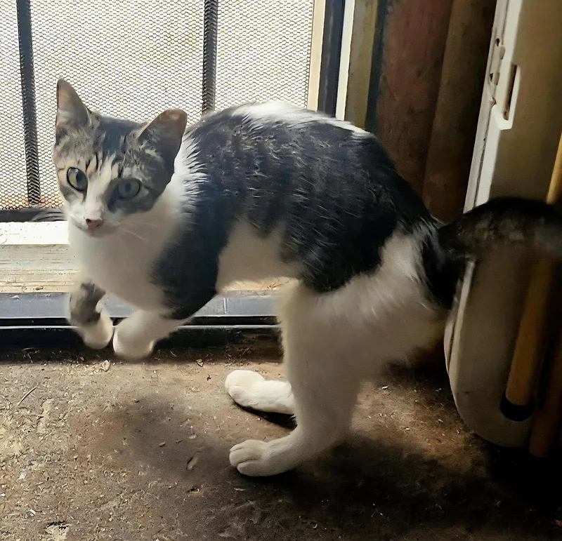 A young medium-sized female White Domestic Short Hair cat named Parsnips Pentridge for adoption in Philadelphia, PA