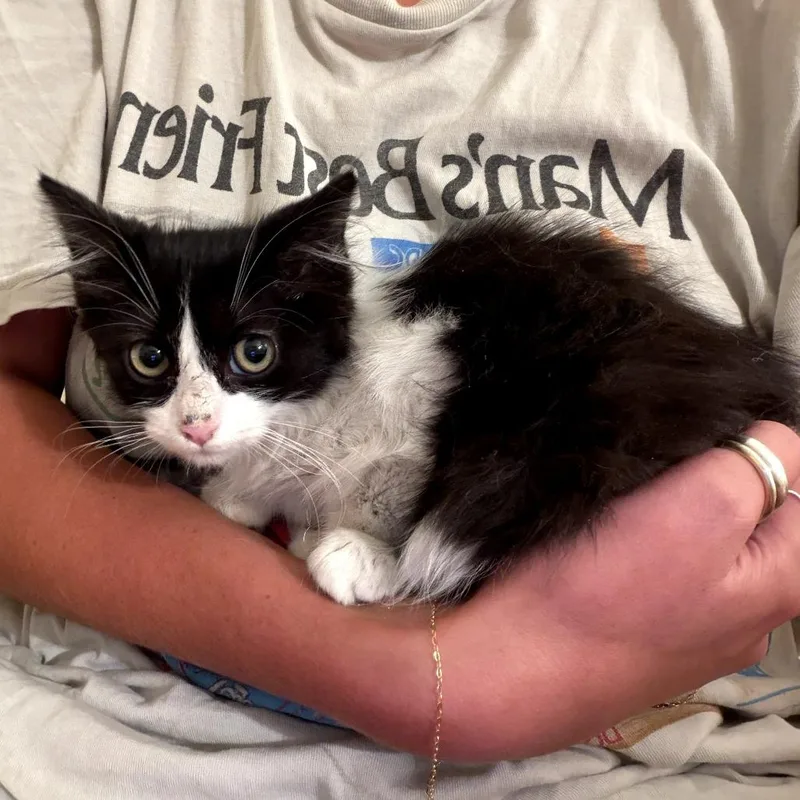 A baby small-sized female Black Domestic Medium Hair cat named Lulu for adoption in Long Beach, CA