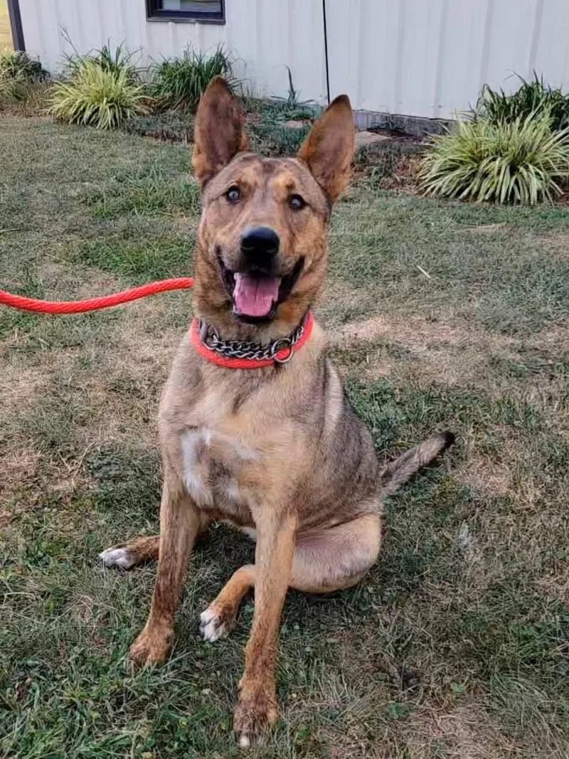 A young medium-sized female German Shepherd Dog dog named Dingo for adoption in Ashland, KY