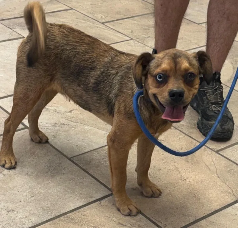 A baby small-sized male Pug dog named Scrappy for adoption in Batesville, AR