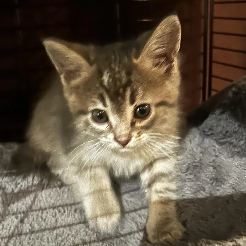 A baby small-sized male Gray / Blue / Silver Domestic Medium Hair cat named Cedar C for adoption in Princeton, MN