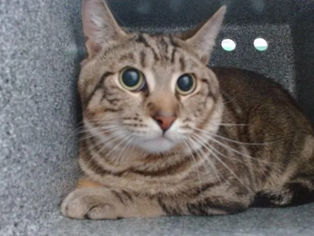 A young small-sized male Domestic Short Hair cat named Sonny for adoption in Orlando, FL