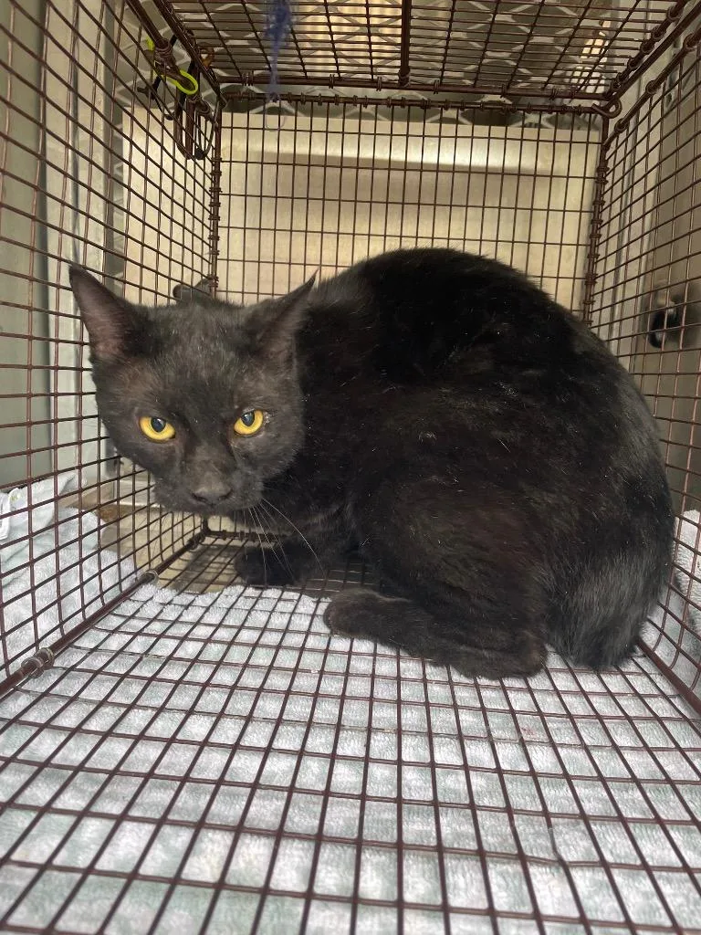 A young small-sized male Domestic Short Hair cat named Blackhawk for adoption in New Braunfels, TX