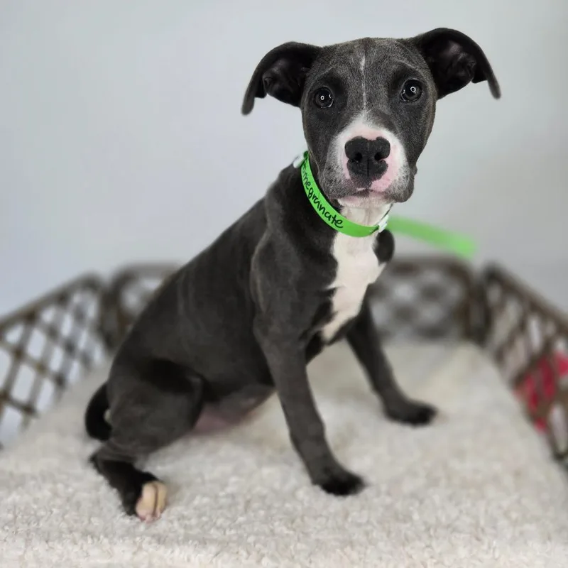 A baby small-sized female Gray / Blue / Silver Pit Bull Terrier dog named Pomegranate for adoption in Fort Wayne, IN