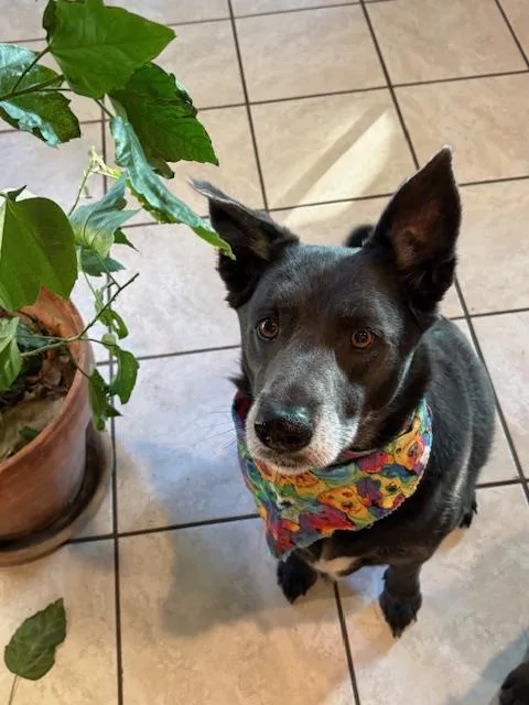 A senior medium-sized male Labrador Retriever dog named Henry for adoption in San Antonio, TX