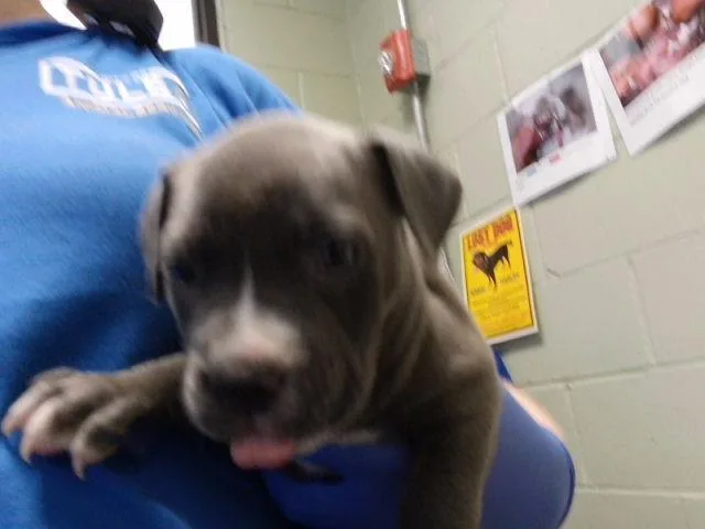 A baby small-sized female Pit Bull Terrier dog named Lora for adoption in Tulsa, OK