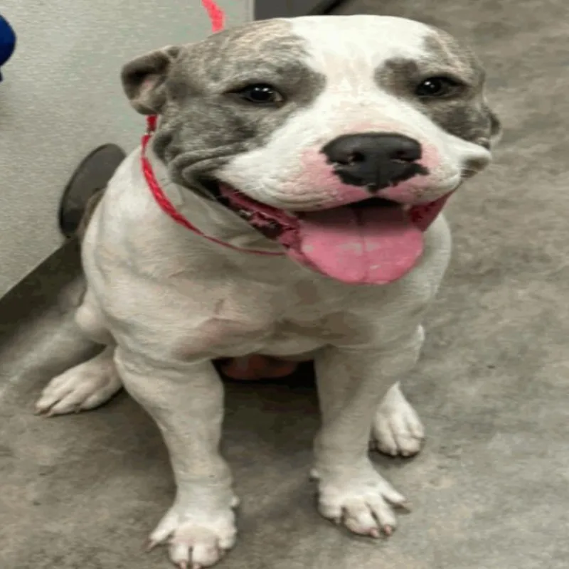 An adult large-sized male White / Cream Pit Bull Terrier dog named Santana for adoption in Rogersville, MO