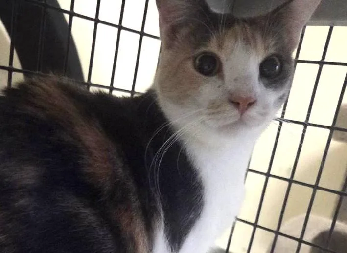 A young medium-sized female Calico cat named Canna for adoption in Las Cruces, NM