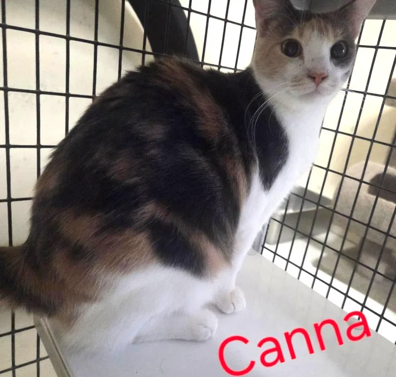 Canna thumbnail 2
