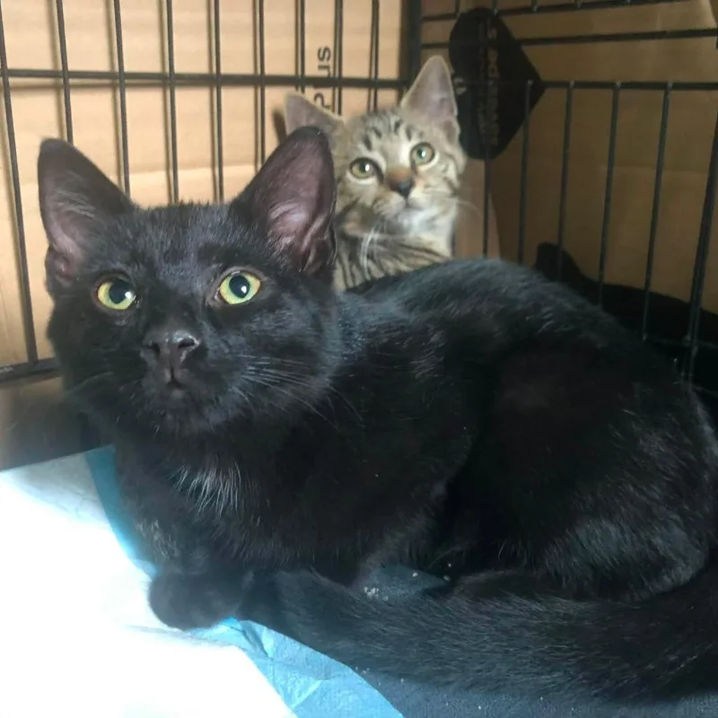 A baby small-sized female Black Domestic Short Hair cat named Summit for adoption in Johnstown, PA