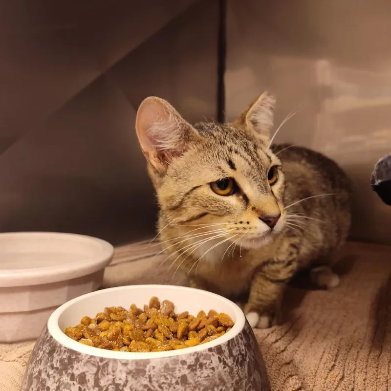 An adult small-sized female Brown / Chocolate Domestic Short Hair cat named Jolene for adoption in Lake Panasoffkee, FL