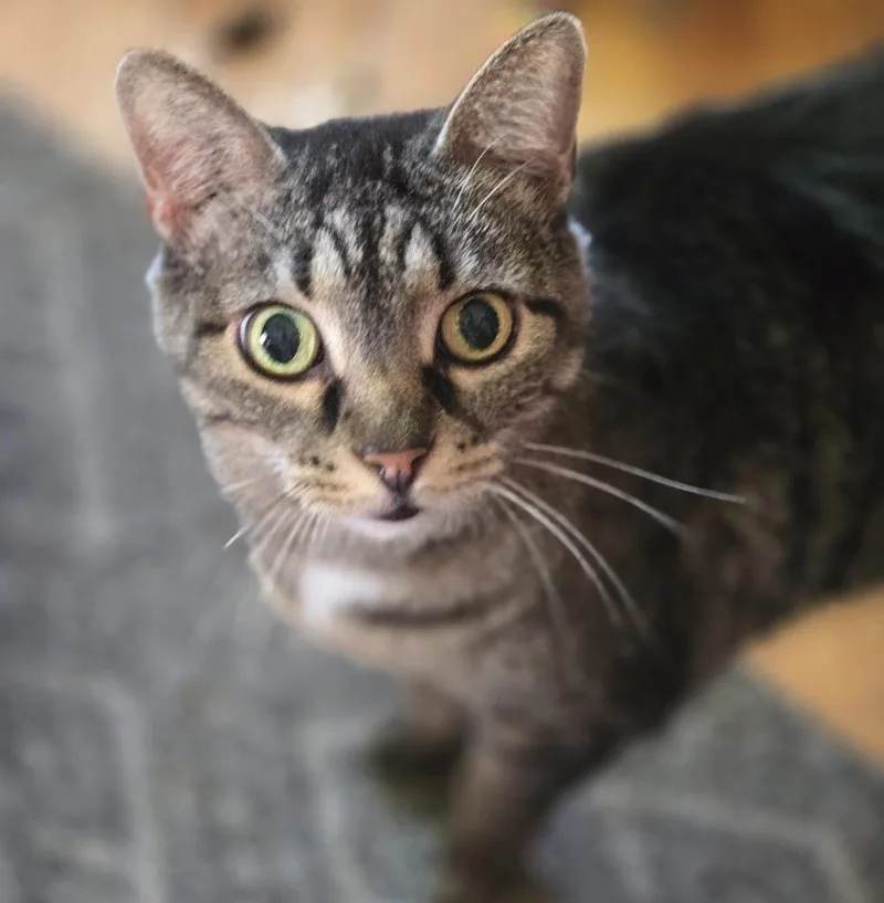 A senior large-sized female Domestic Short Hair cat named Camilla for adoption in Ballwin, MO
