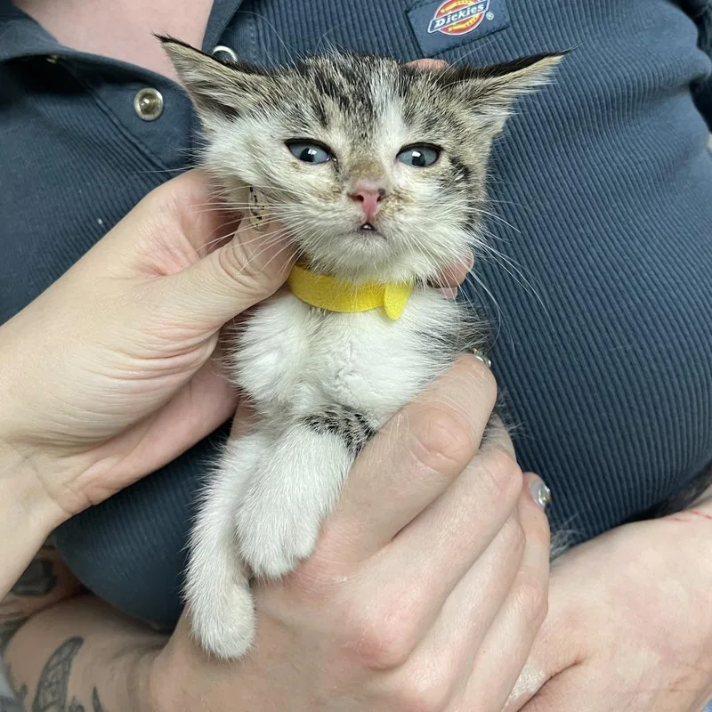A baby small-sized female Brown / Chocolate Domestic Short Hair cat named Sweet Revenge for adoption in Normal, IL
