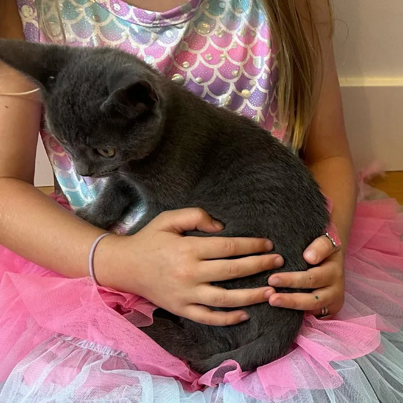 A baby small-sized female Gray / Blue / Silver Domestic Short Hair cat named Storm for adoption in Escondido, CA