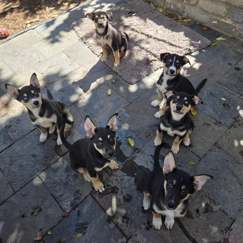 A baby medium-sized female Tricolor (Brown, Black, & White) Husky dog named Dash for adoption in Pleasanton, CA