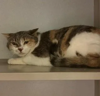 An adult large-sized female Dilute Calico Domestic Short Hair cat named Elda for adoption in Mason City, IA