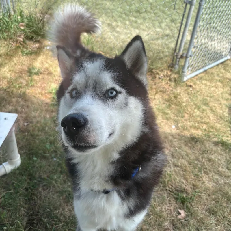 An adult medium-sized male Gray / Blue / Silver Siberian Husky dog named Frosty for adoption in Brookfield, WI
