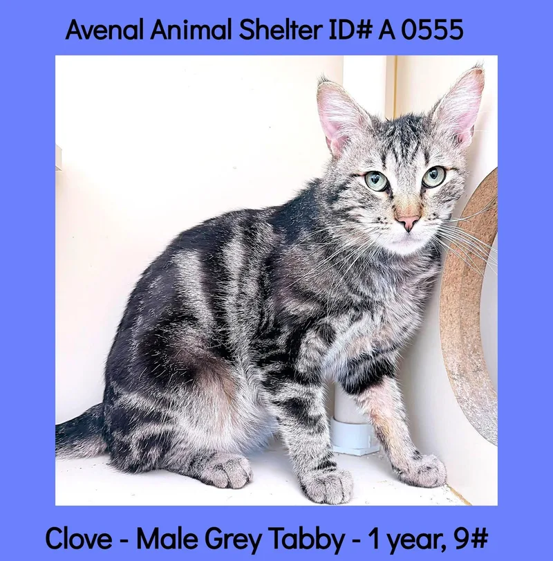 A young medium-sized male Tabby (Gray / Blue / Silver) Domestic Short Hair cat named Clove for adoption in Avenal, CA