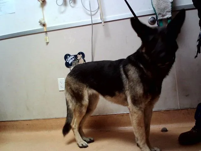 A young large-sized female German Shepherd Dog dog named Rocky Road for adoption in Martinez, CA