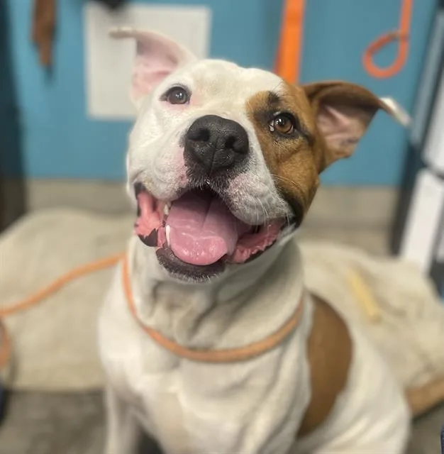A young large-sized male Pit Bull Terrier dog named Tyson for adoption in Camarillo, CA
