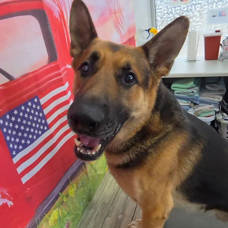 An adult large-sized male Black German Shepherd Dog dog named Sarge for adoption in Normal, IL