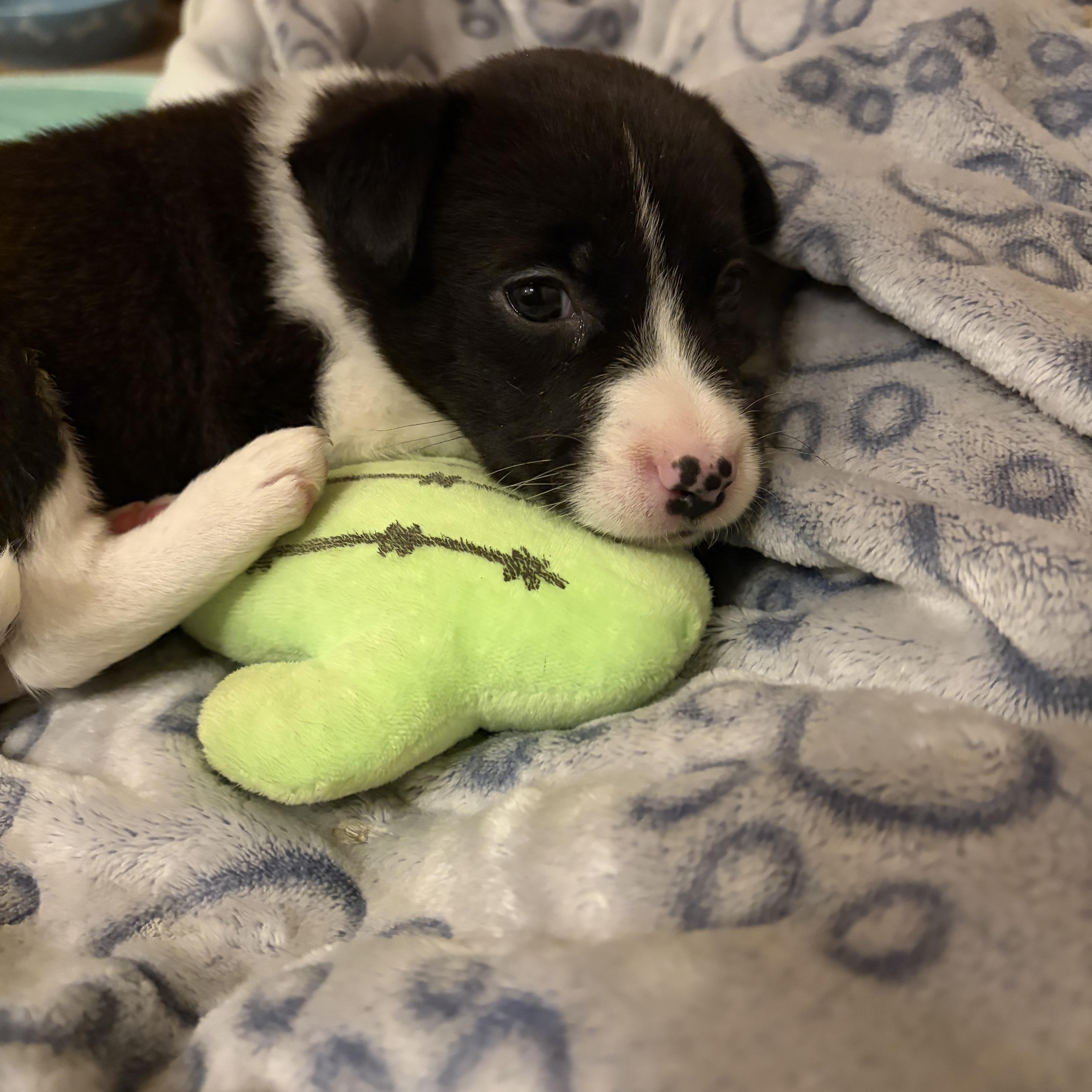 A baby medium-sized female Border Collie dog named Echo for adoption in Phoenix, AZ